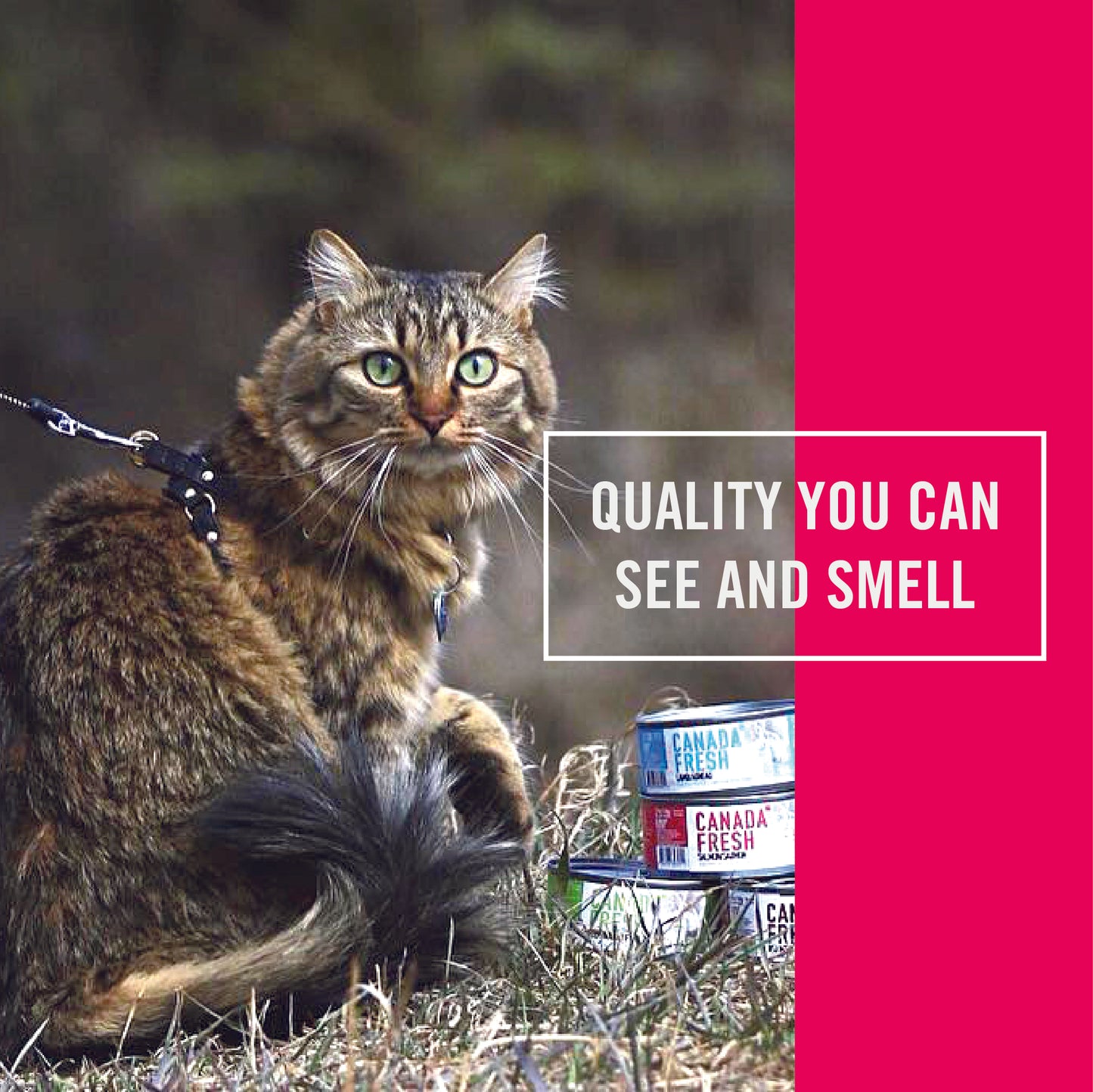 Canada Fresh Cat 85 g