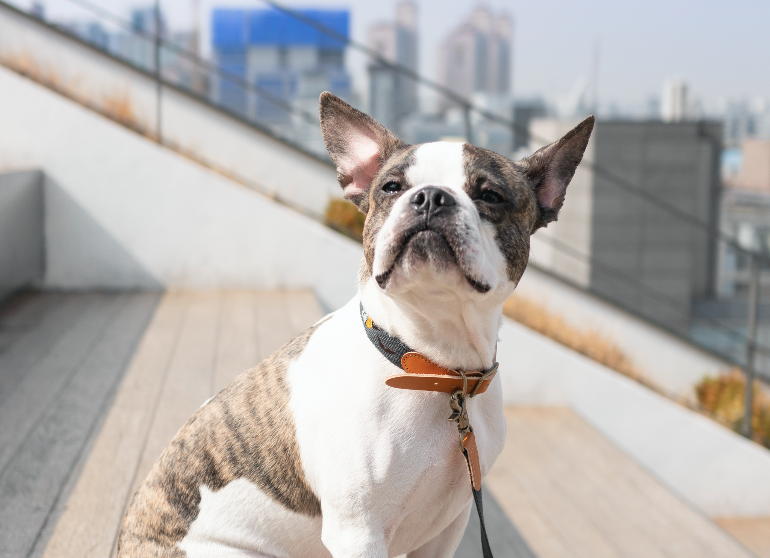 Adventure Series Collar