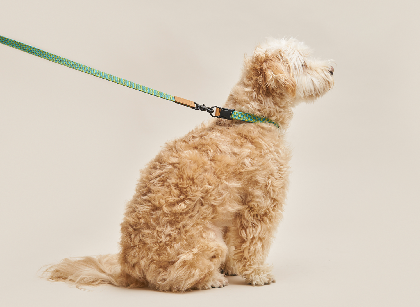 We Are Tight Collar (Ribbon)