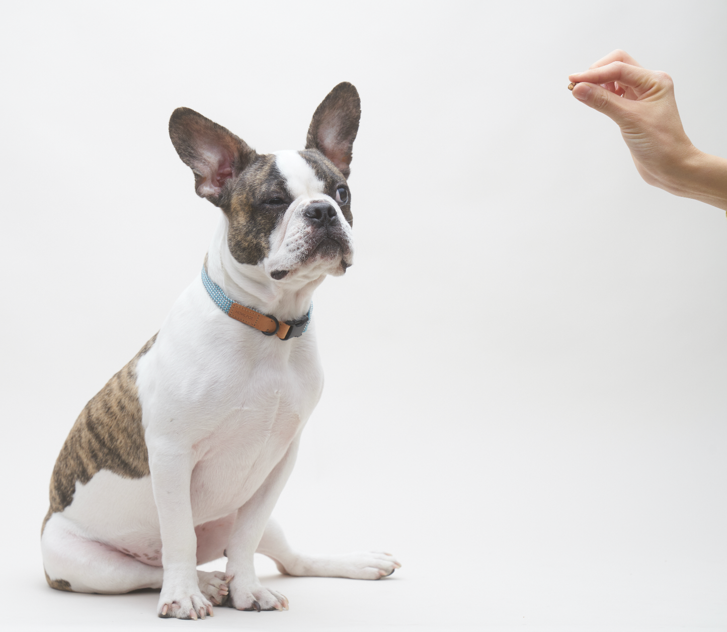 We Are Tight Collar (Ribbon)