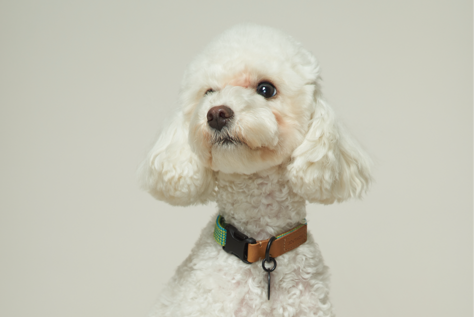 We Are Tight Collar (Ribbon)