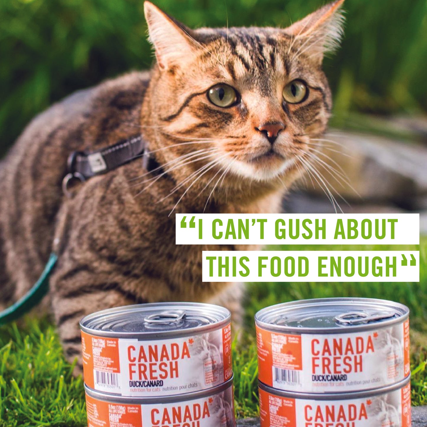 Canada Fresh Cat 156 g