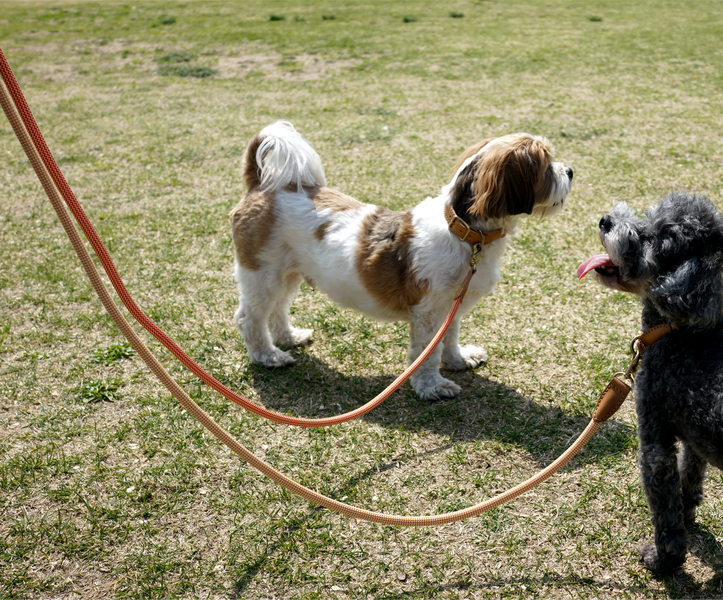 We Are Tight Leash (Rope)